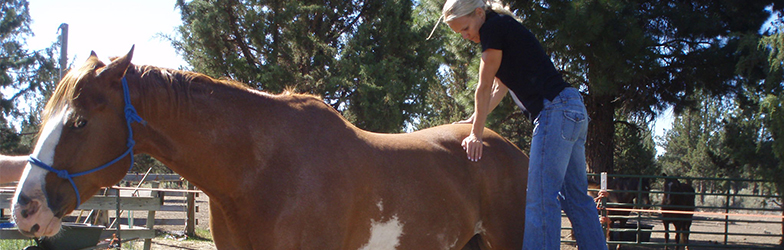 Horse with Chiropractor, Animal Chiropractor Newtownards