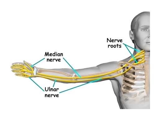 Diagram of median and ulnar nerve